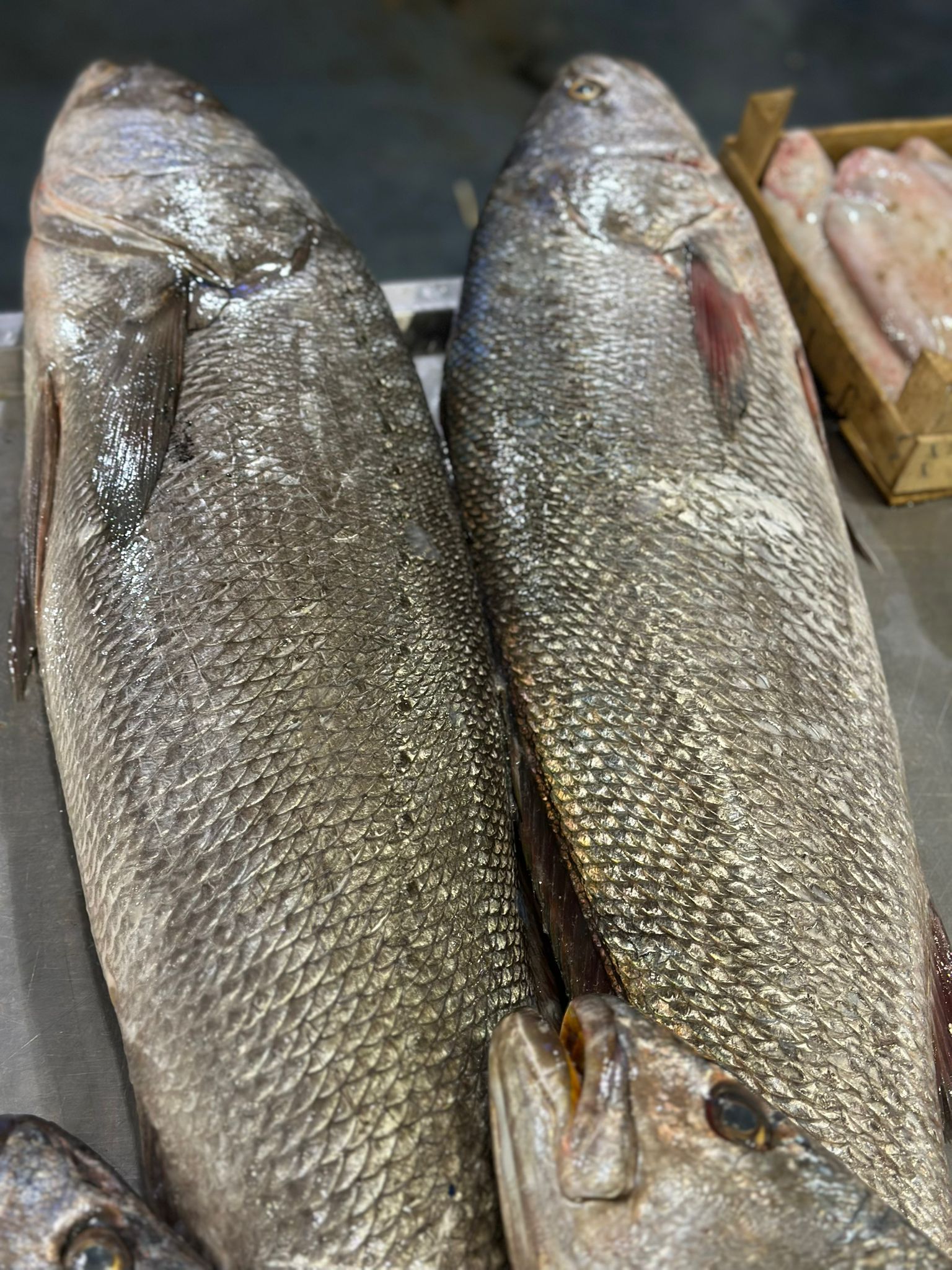 Okyanus Balıkçılık 